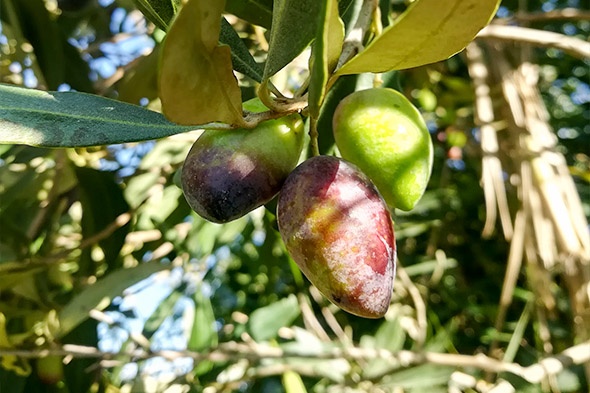 kalamata